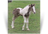 ~Aint Life Twisted~'18 Smoky SIlver Dapple Tobiano out of Twister - SOLD Illinois